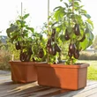 Kép 4/4 - plastia-berberis-duo-onontozo-viraglada-terrakotta