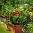 Kép 3/4 - plastia-berberis-duo-onontozo-viraglada-terrakotta