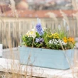 Kép 3/3 - plastia-berberis-onontozo-balkonlada-40cm-kek-feher