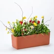 Kép 4/6 - plastia-berberis-onontozo-balkonlada-60cm-terrakotta-bezs