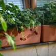 Kép 5/6 - plastia-berberis-onontozo-balkonlada-60cm-terrakotta-bezs
