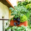 Kép 6/6 - plastia-berberis-onontozo-balkonlada-60cm-terrakotta-bezs