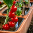 Kép 2/3 - plastia-berberis-trio-onontozo-viraglada-terrakotta