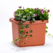 Kép 3/5 - plastia-berberis-uno-onontozo-viraglada-terrakotta