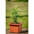 Kép 5/5 - plastia-berberis-uno-onontozo-viraglada-terrakotta