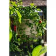 Kép 2/3 - Plastia cserép Berberis 26 cm akasztós taupe-e.csont