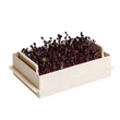 Kép 2/3 - plastia-microgreens-csiraztato-economy-ecsont