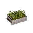 Kép 2/2 - plastia-microgreens-csiraztato-economy-taupe