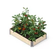 Kép 2/2 - Upyard magaságyás ECO 120*80*19,5 cm (natur fa)