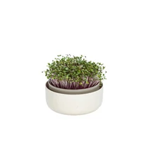Plastia microgreens csíráztató edény - bézs