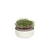 Plastia microgreens csíráztató edény - bézs