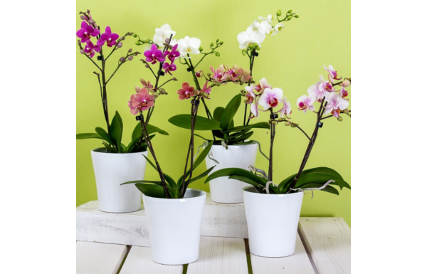 Az orchidea gondozása
