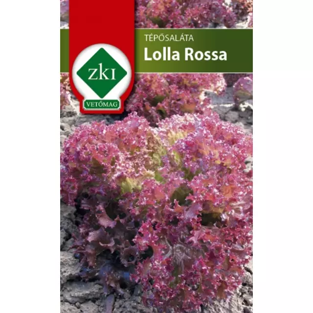 Tépősaláta - Lolla Rossa