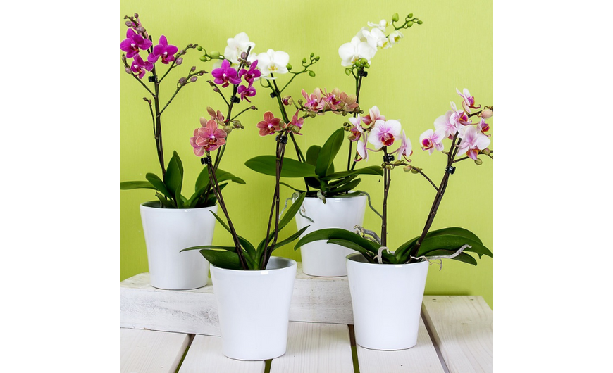 Az orchidea gondozása
